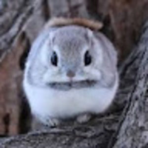 Meet your Posher, Kryschelle